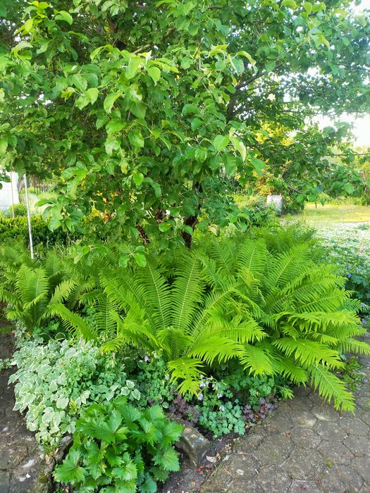 Продажа: Цветы и растения для сада