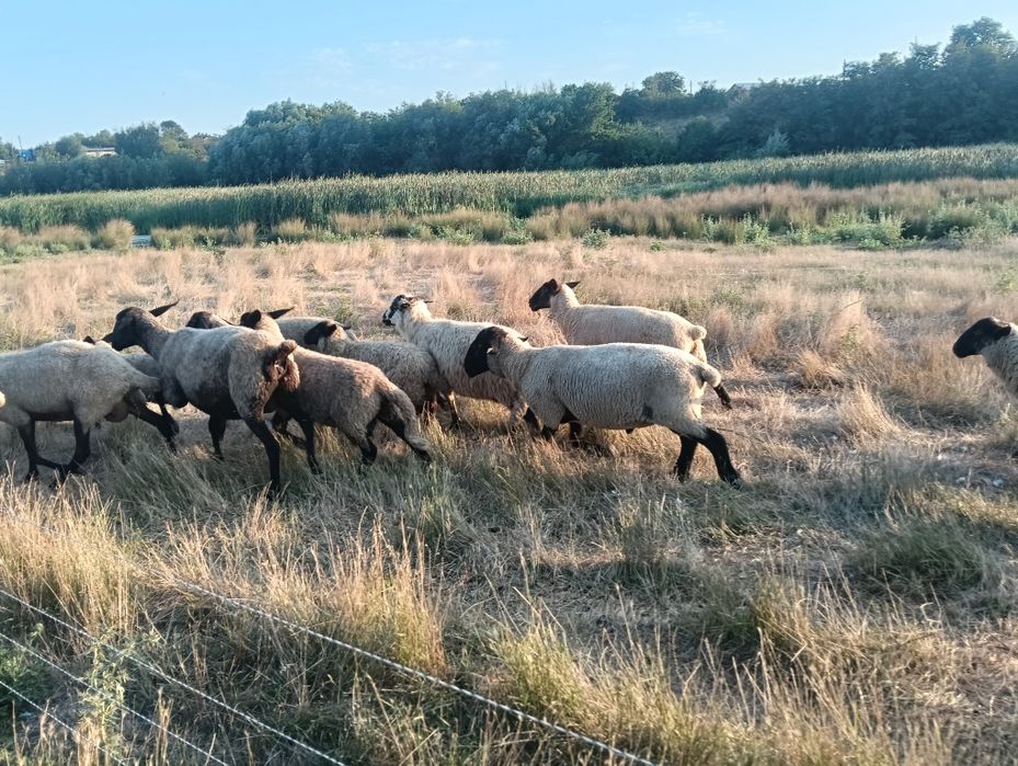 Vand oi rasa carne si metis Suffolk si Texel