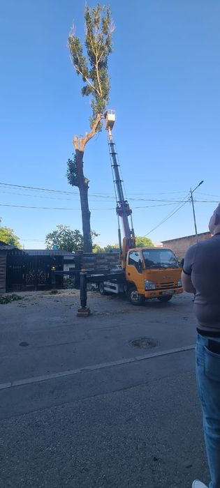 Спил деревьев Алматы