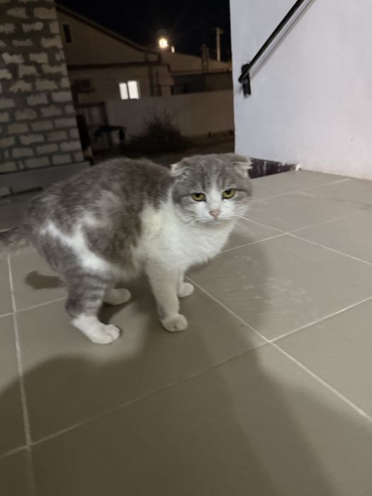 Отдам на добрие руки