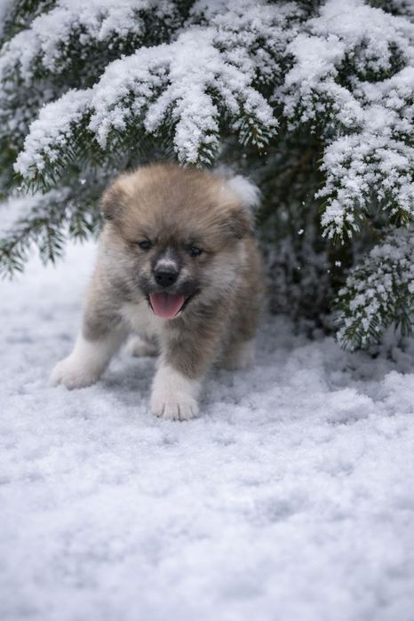Алименты щенок японской акиты