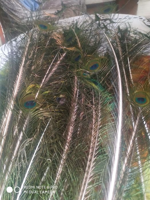 Перо павлина очень красивые