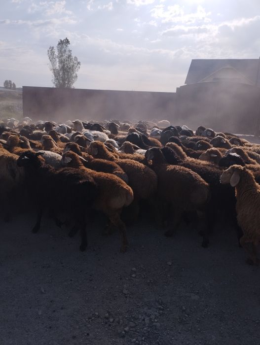 Кой Бараны   г Алматы