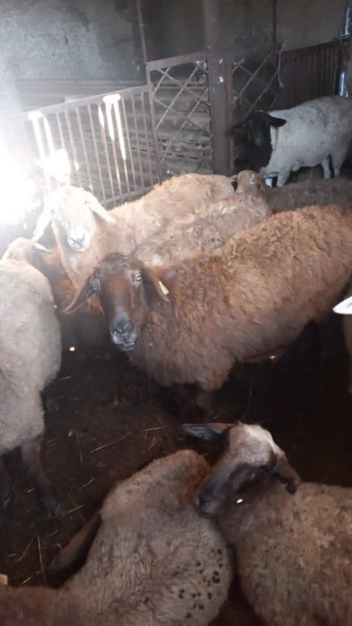 Продаются бараны