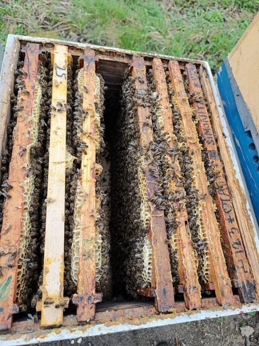 Vând familii de albine