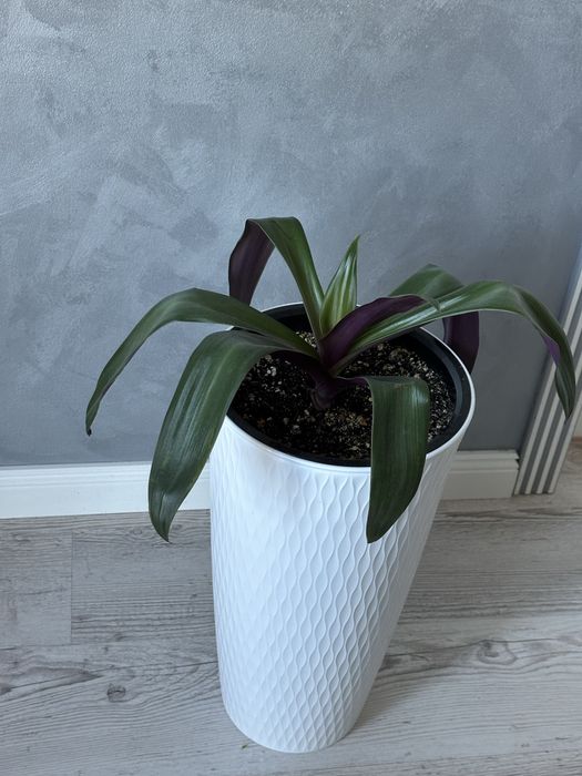 Комнатные цветы, комнатные растения