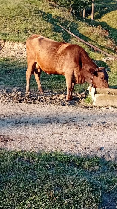 Vând  junice 2 ani fătata fără  defecte