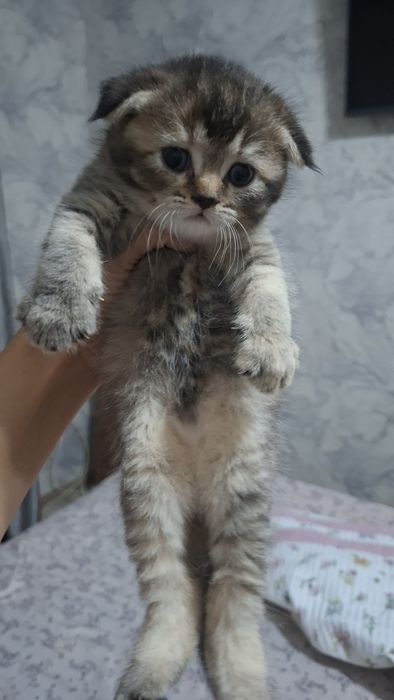 Продается котята шиншиллы