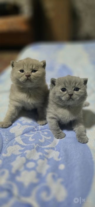 Скоттиш страйт котенки