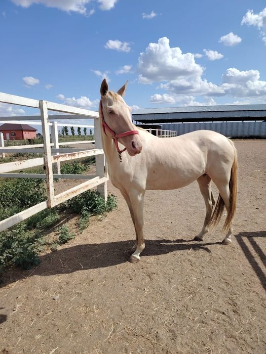 Ахалтекинская кобыла ,жеребец
