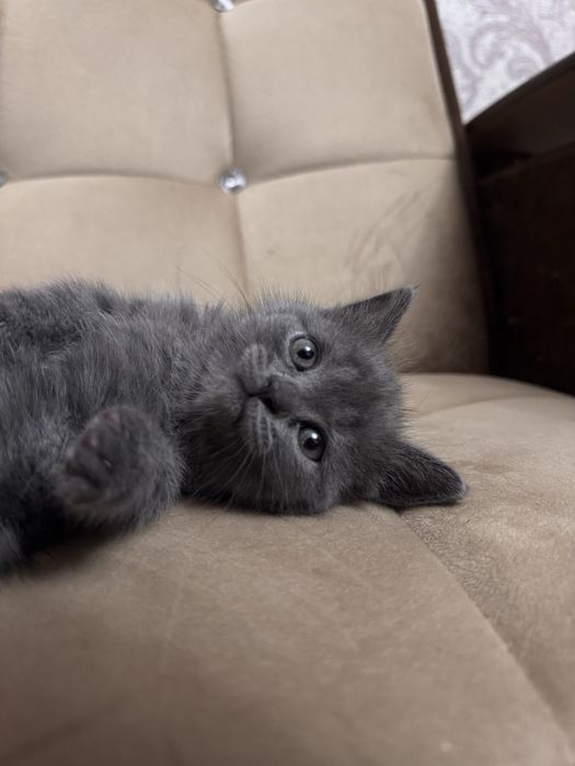 Скоттиш страйт девочка срочно продается