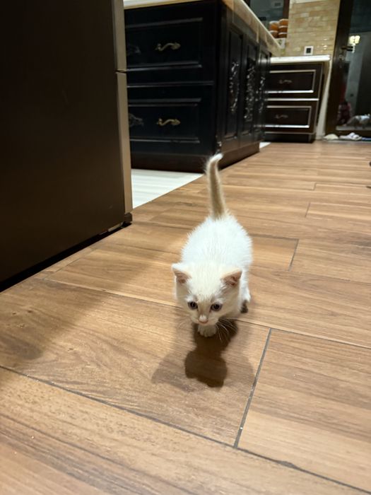 Отдадим котенка в добрые ручки