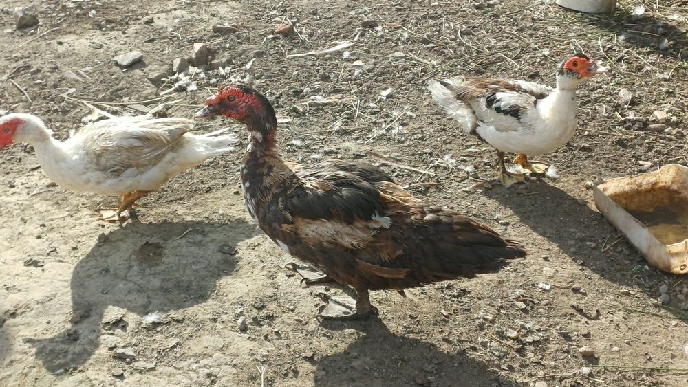 De vânzare rățoi leșesc