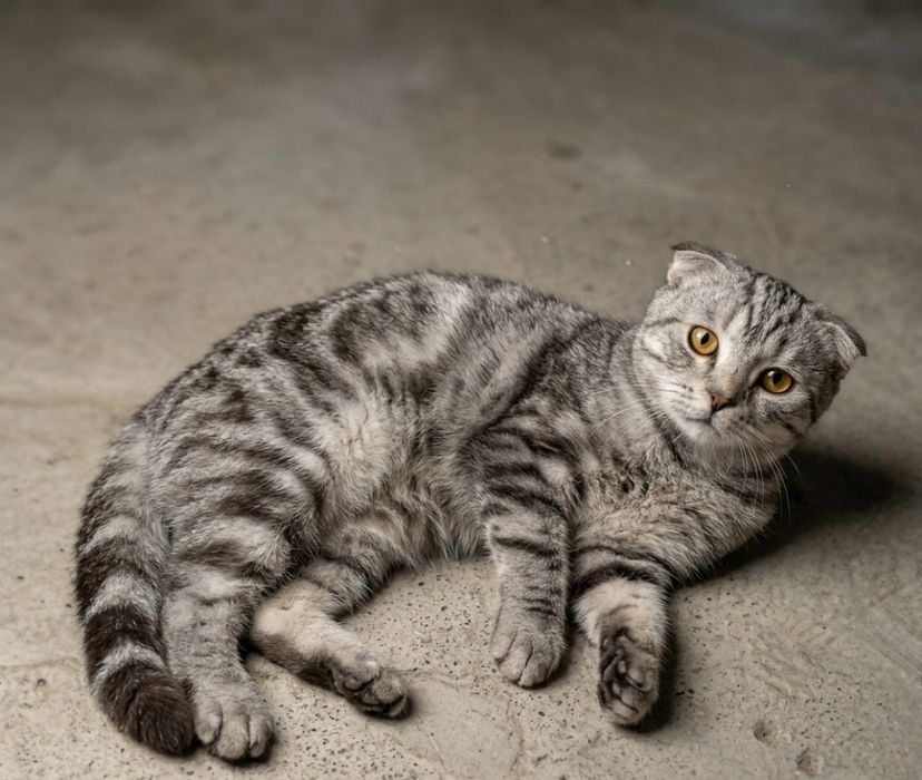 Шотландский вислоухий кот, 2 года