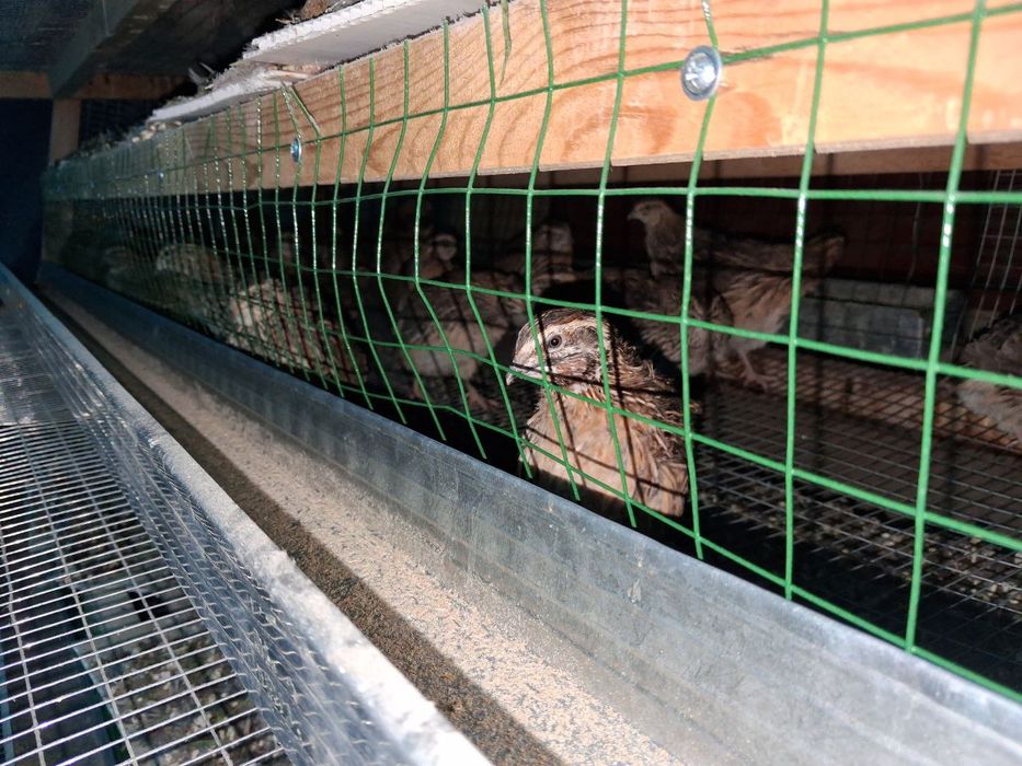 Бедана япон манжор