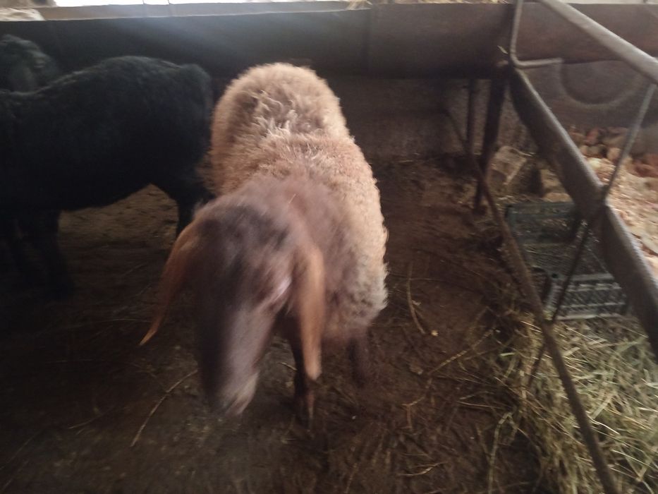 Urgochi nasli qirgiz sogliq qoy  ургочи