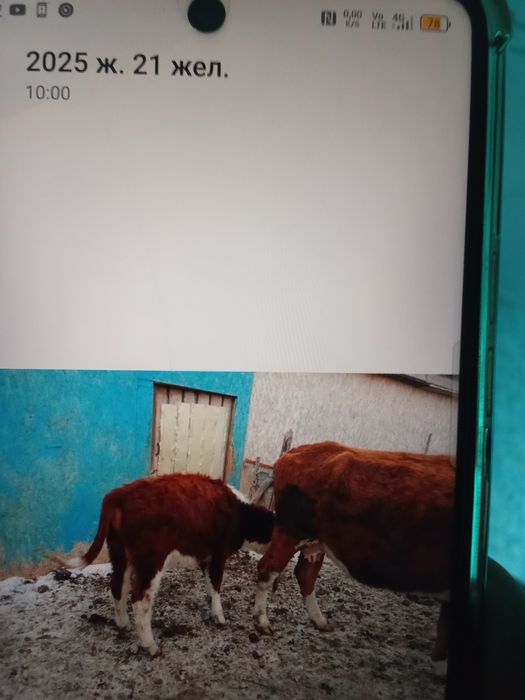 9 бас ұрғашы баспақ сатам 270мыңнан