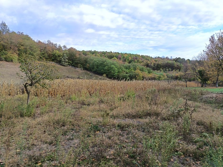 Teren intravilan/loc de casă 7.800 mp-Conop, jud. Arad