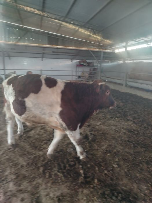 Smental buqa 1 yosh 2 oylik