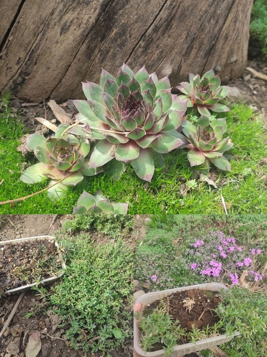 Растения для сада многолетние