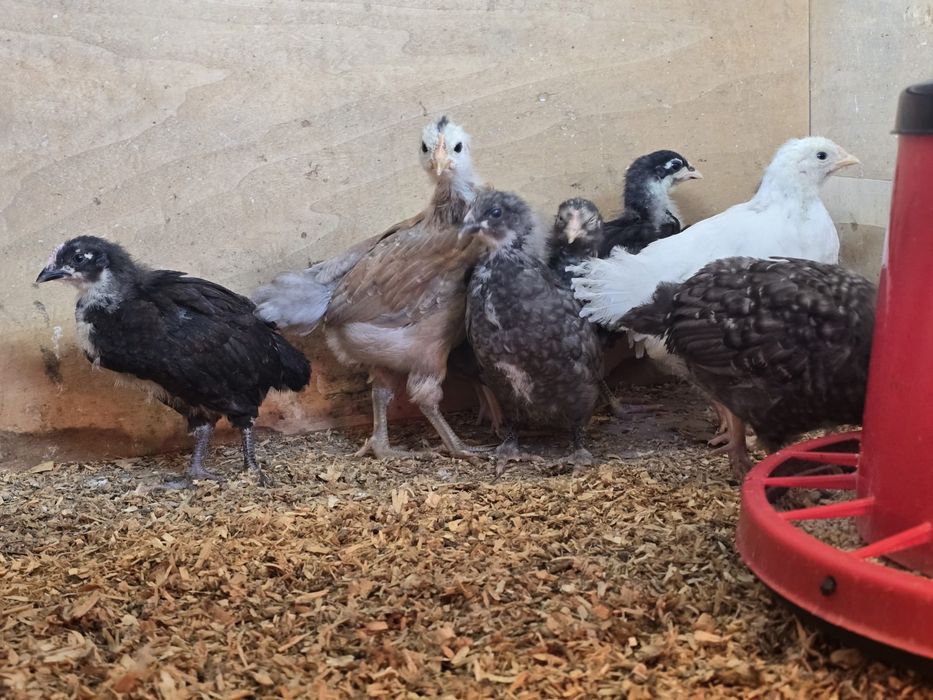 Pui de gaina mixt