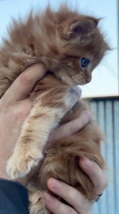 Роскошные котята мейн-кун