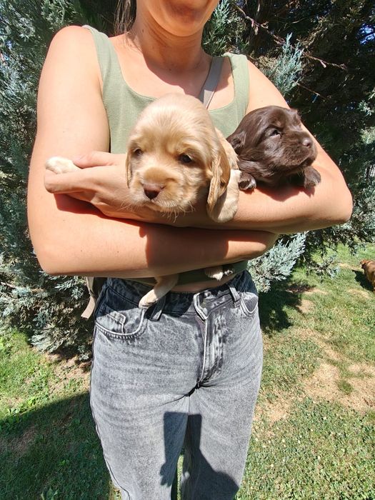 Продам щенка кокер спаниеля