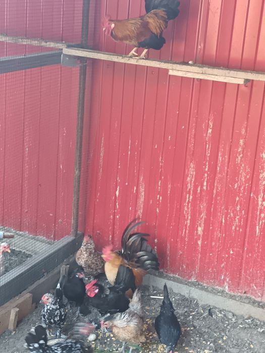 Gainuse și cocoșei de vânzare