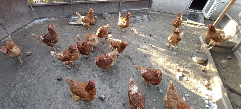 Куры Ломан Браун курица