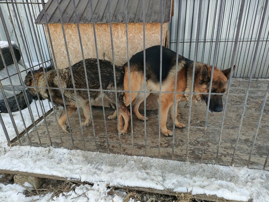 Вязка немецких овчарок