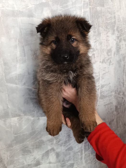 Шикарные щенки Немецкой овчарки