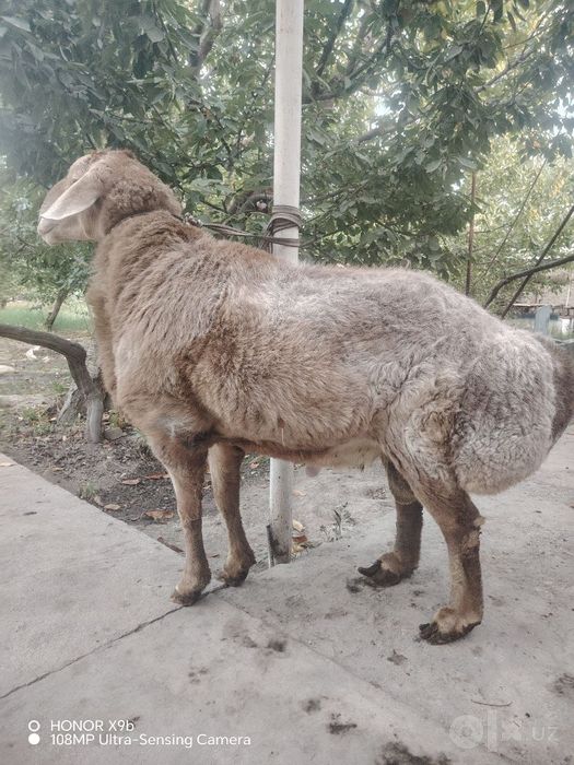 Арашан пародали куй