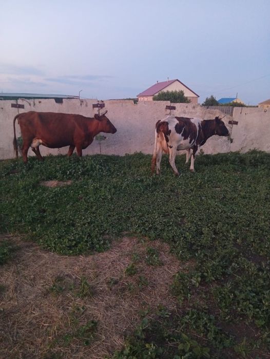 продам молочных коров