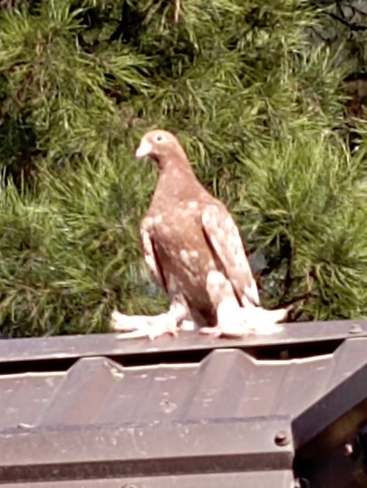 Продам голубя пискун