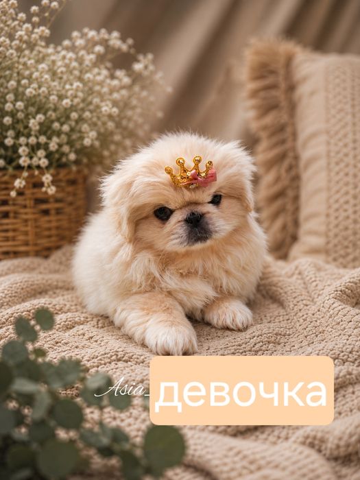 маленький лев для большой любви