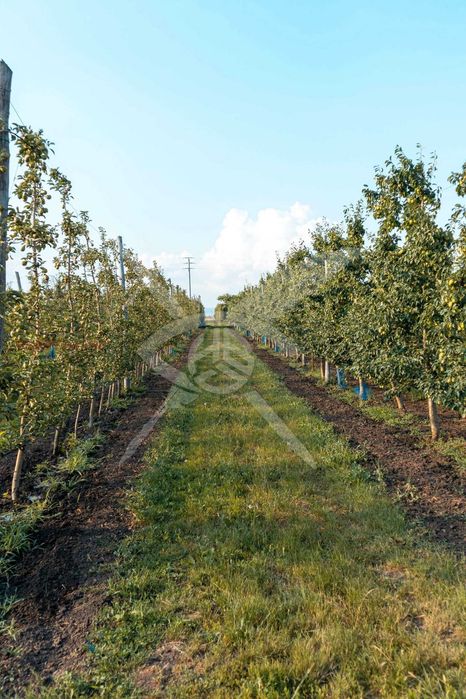 Продава се Земеделски имот в с. Братово, Област Бургас -  кв.м за 9211 €/дка - Снимка #2