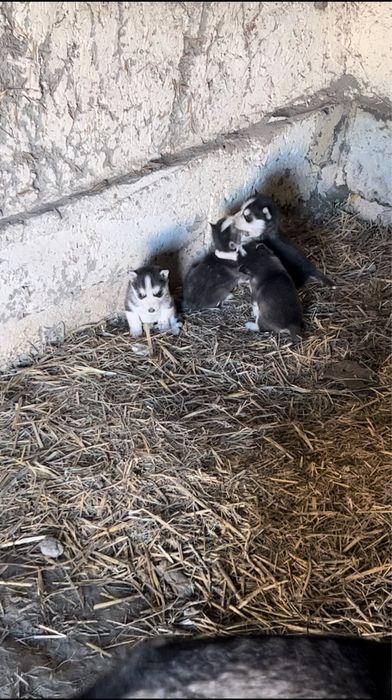 Сибирски Хаски Болалари Сотилади 1 Ойлик 2 Та Кузи Бир Хил Кук Ранг