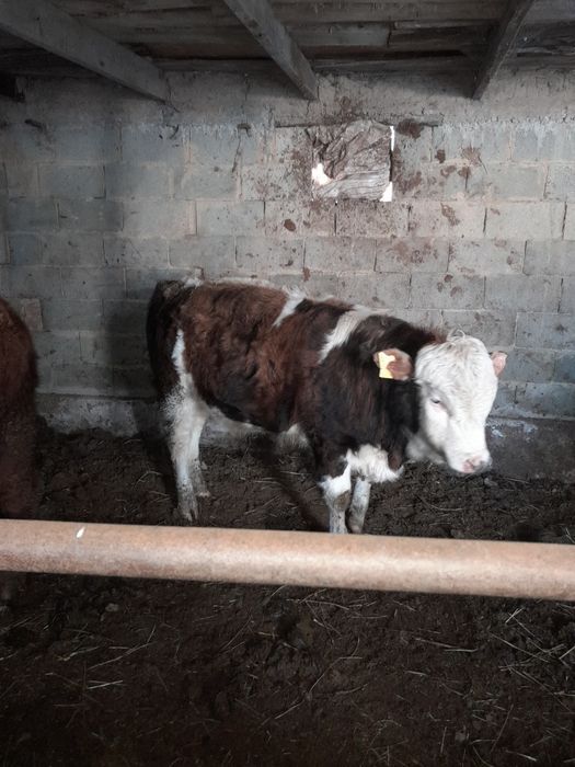 Екі бас бычок сатылады