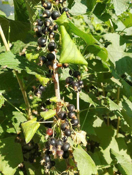 Россия Йоштаси  қора ва қизил смородина