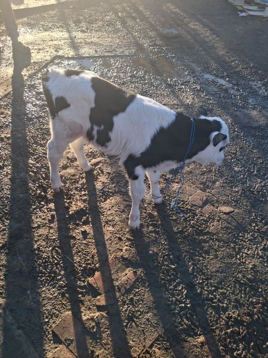 Tauras de o săptămână baltat negru cu alb