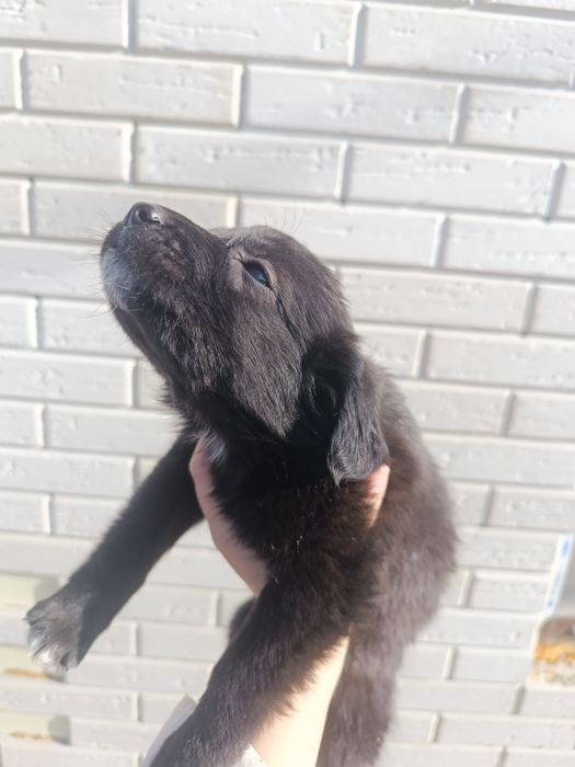 Щенки от лабрадора, 1,5 месяца