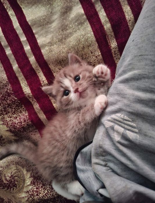 Отдам котенка девочку