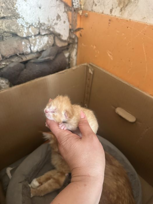 Котята мейн кун, все мальчики
