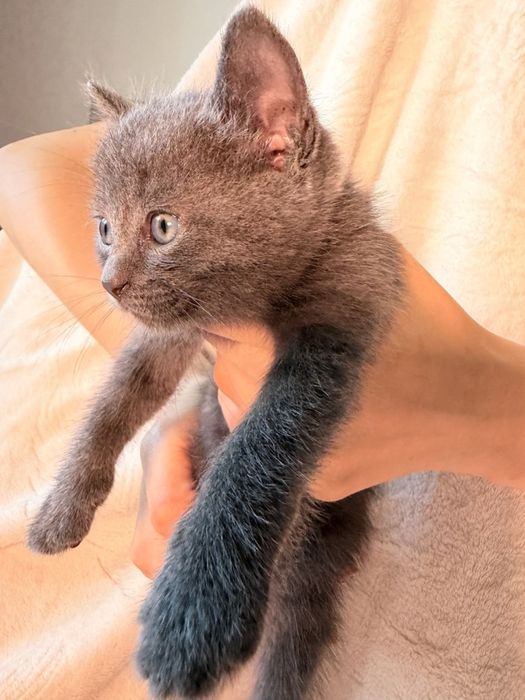 Дымчатый котёнок мальчик в добрые руки