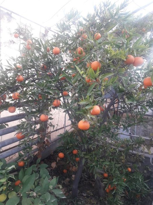 Продаётся дом участок