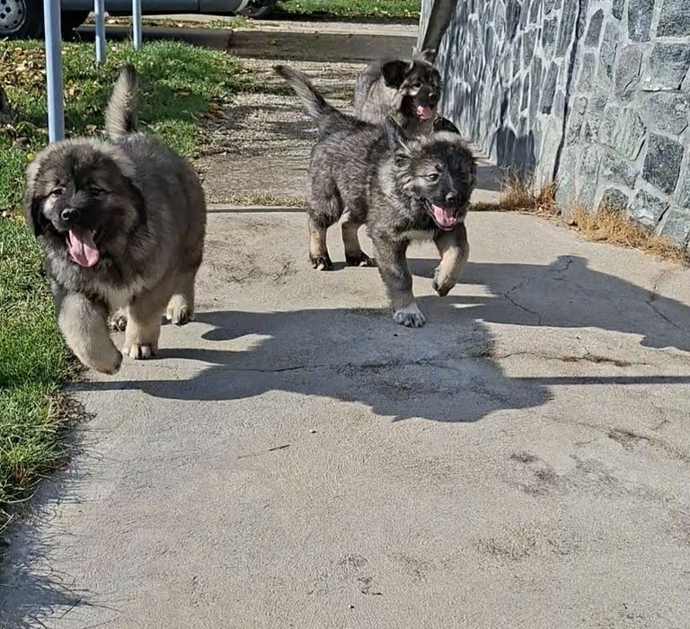 Кавказка Овчарка