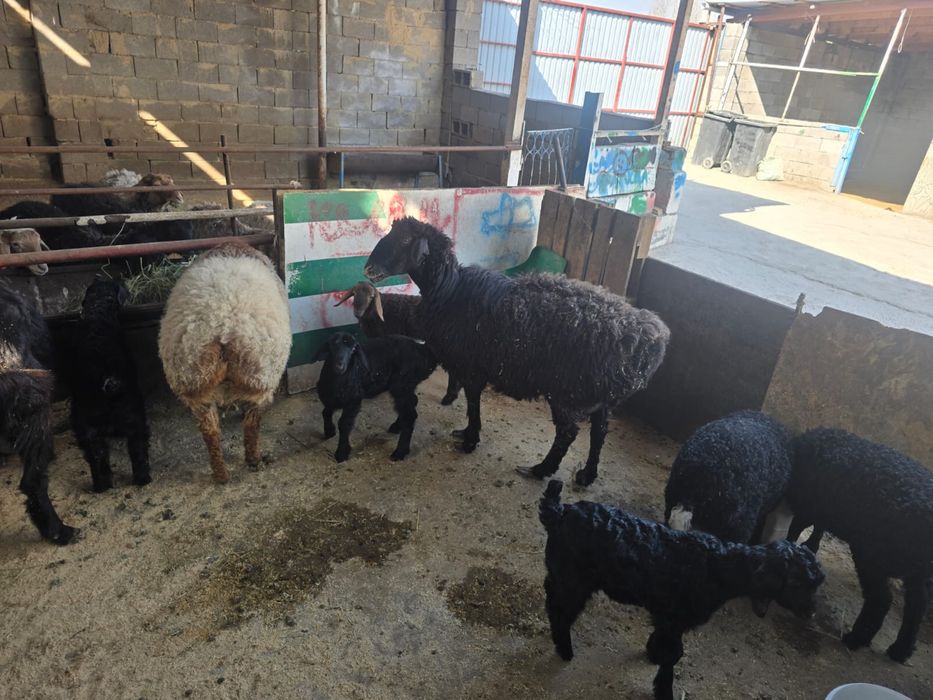 Баран , кои ешкы