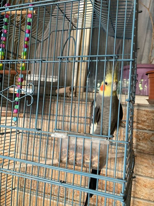 Продам попугая карелы