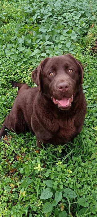 Labrador ciocolatiu FCI