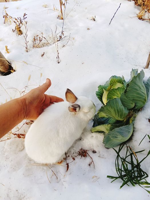 Кролик декоративный